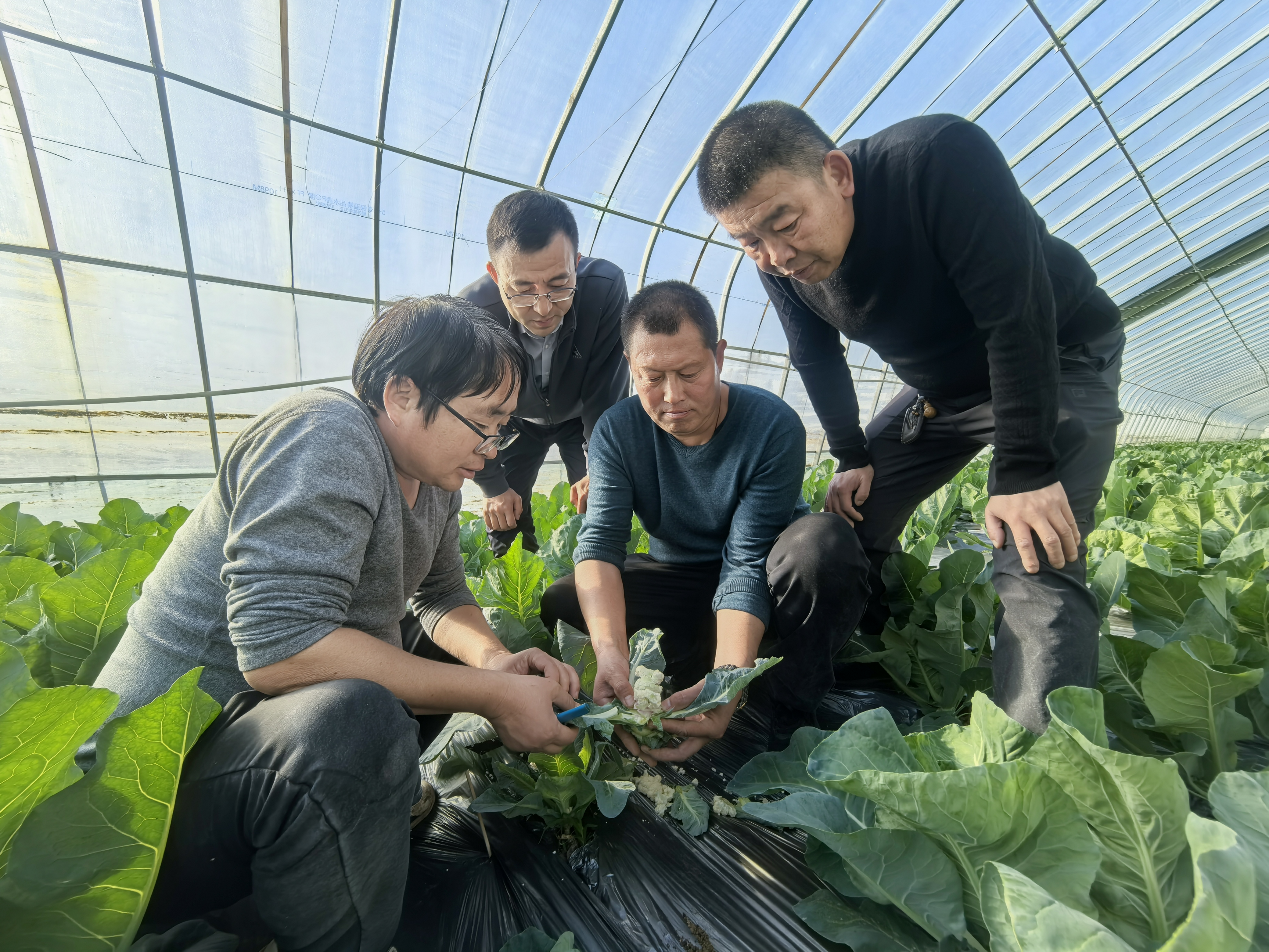 种植专业合作社贷款_武强县果蔬产业发展模式_订单农业风险防控