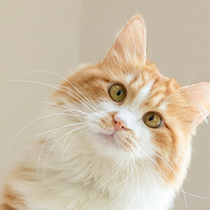 股权转让协议怎么写_权证和股票期权的区别_公司股权转让流程